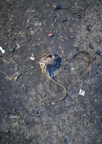 Una rata morta a la Plaça dels Infants