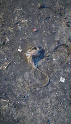 Una rata morta a la Plaça dels Infants