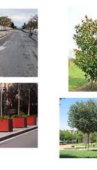 Carrer, jardineres i arbrat